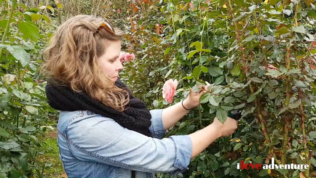 Chart Farm, Rose Picking